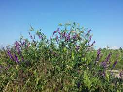 Image of fodder vetch