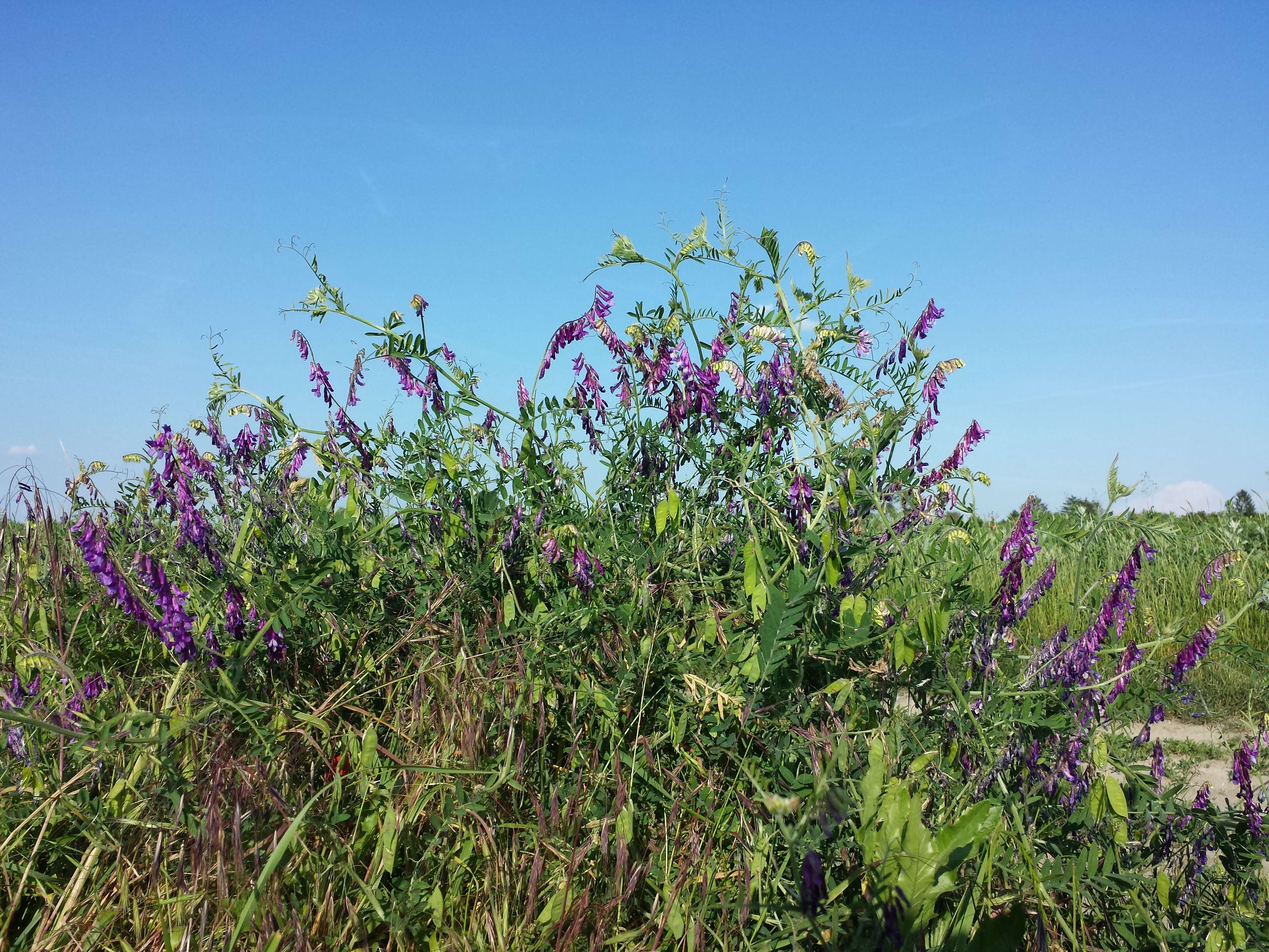 Image of fodder vetch