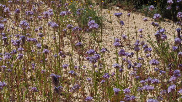 Image of bluehead gilia