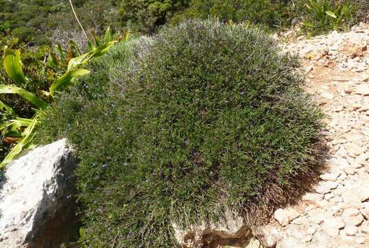 Plancia ëd Lithodora hispidula (Sm.) Griseb.