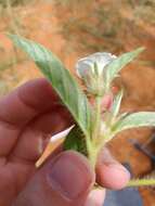 Image of Ipomoea chloroneura Hall. fil.