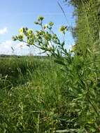 Image of sulphur cinquefoil