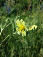 Image of sulphur cinquefoil