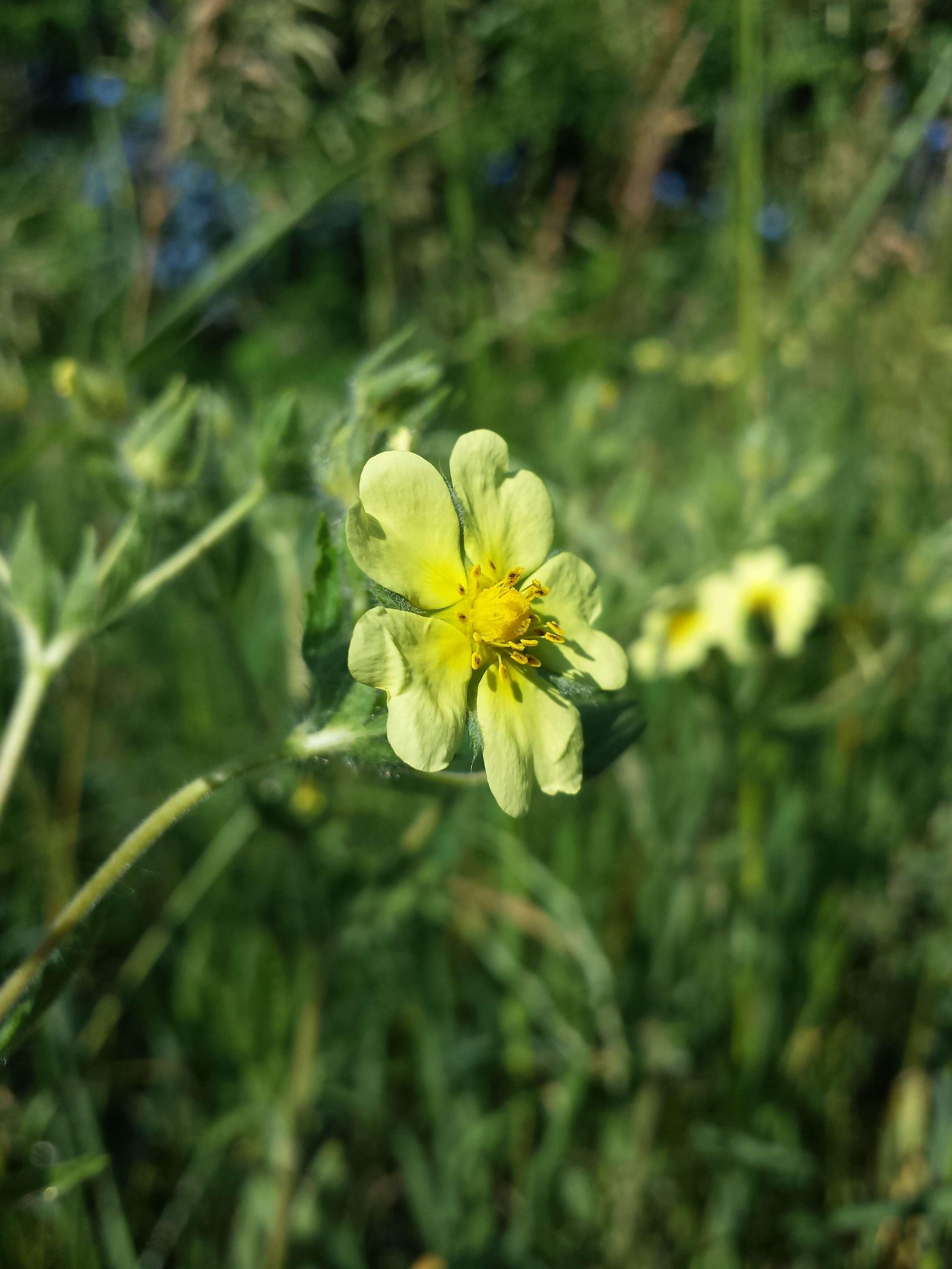 Image of sulphur cinquefoil