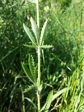 Image of sulphur cinquefoil