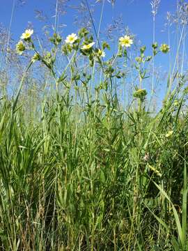 Image of sulphur cinquefoil