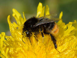 Image of Red tailed bumblebee