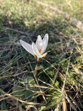 Image of Scotch crocus