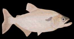 Image of Slender piranha