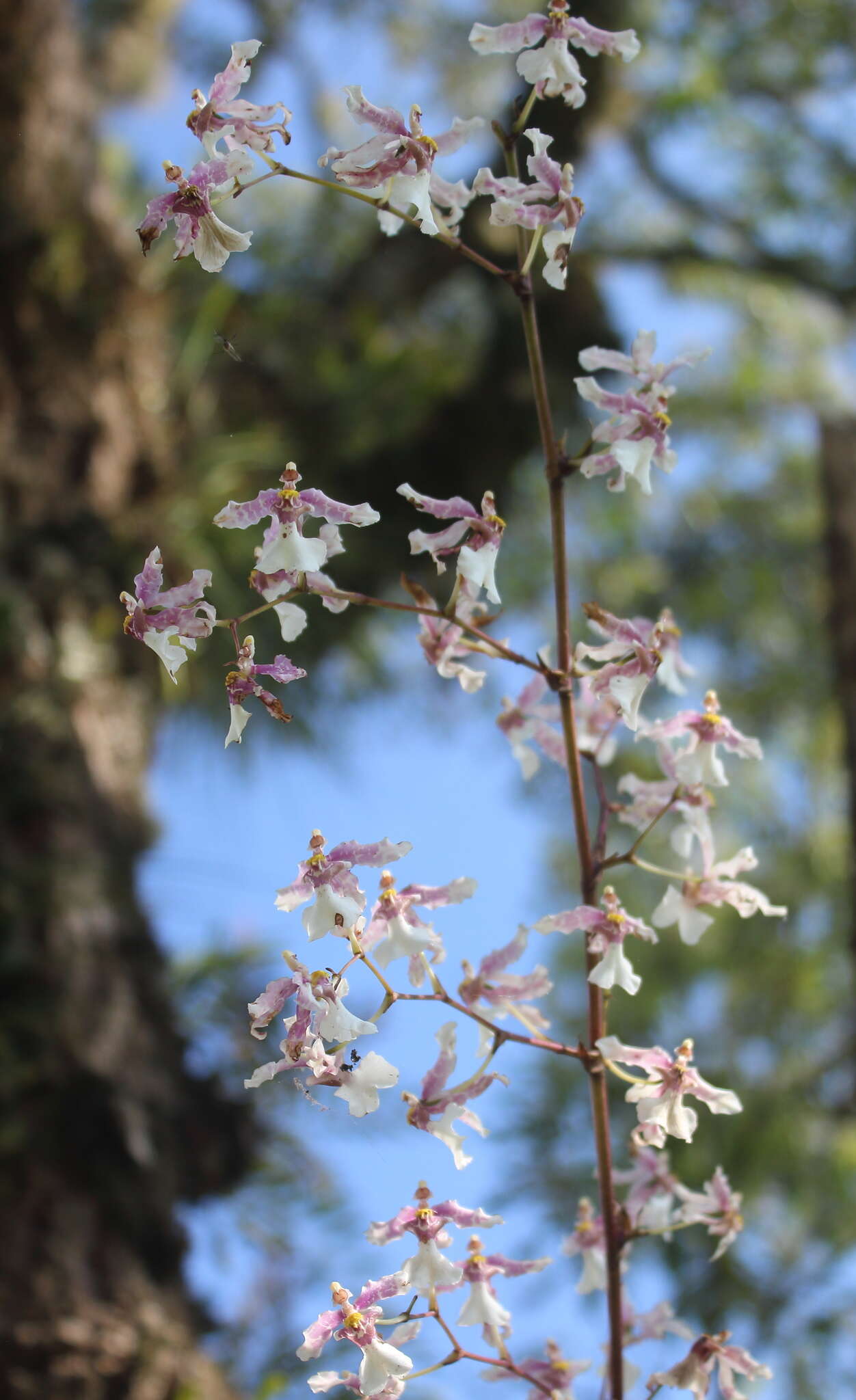 Слика од Oncidium incurvum Barker ex Lindl.