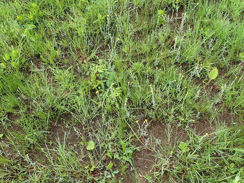 Sivun Helichrysum aureonitens Sch. Bip. kuva