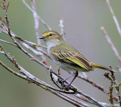 Image of Choco Tyrannulet