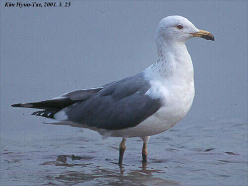 Image de Larus fuscus heuglini Bree 1876