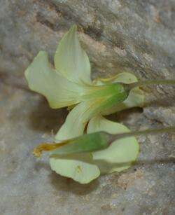 Image of Oxalis copiosa F. Bolus