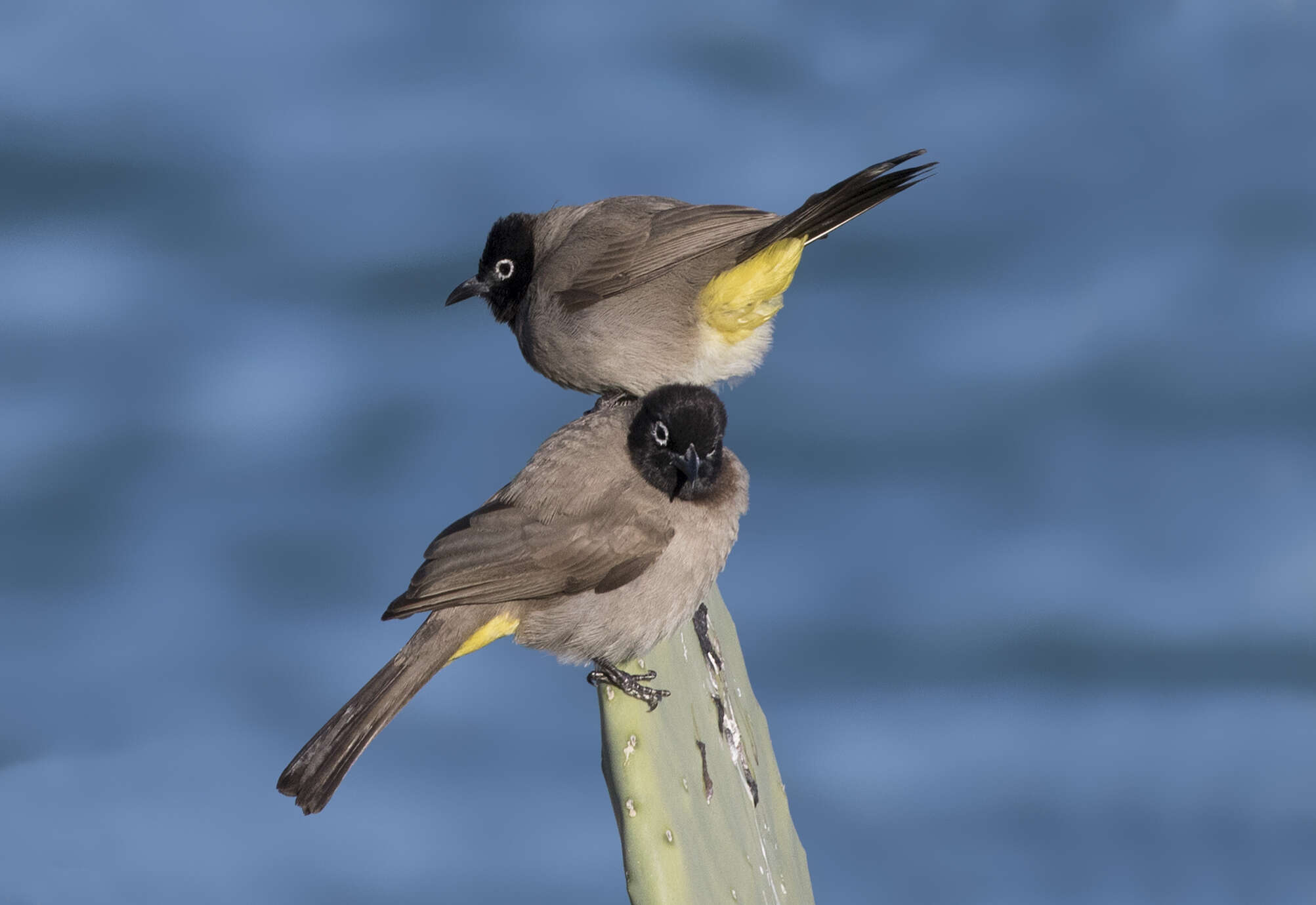 Image of White-eyed Bulbul