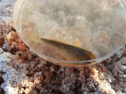 Image of White sands pupfish