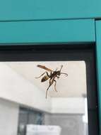 Image of Western Paper Wasp