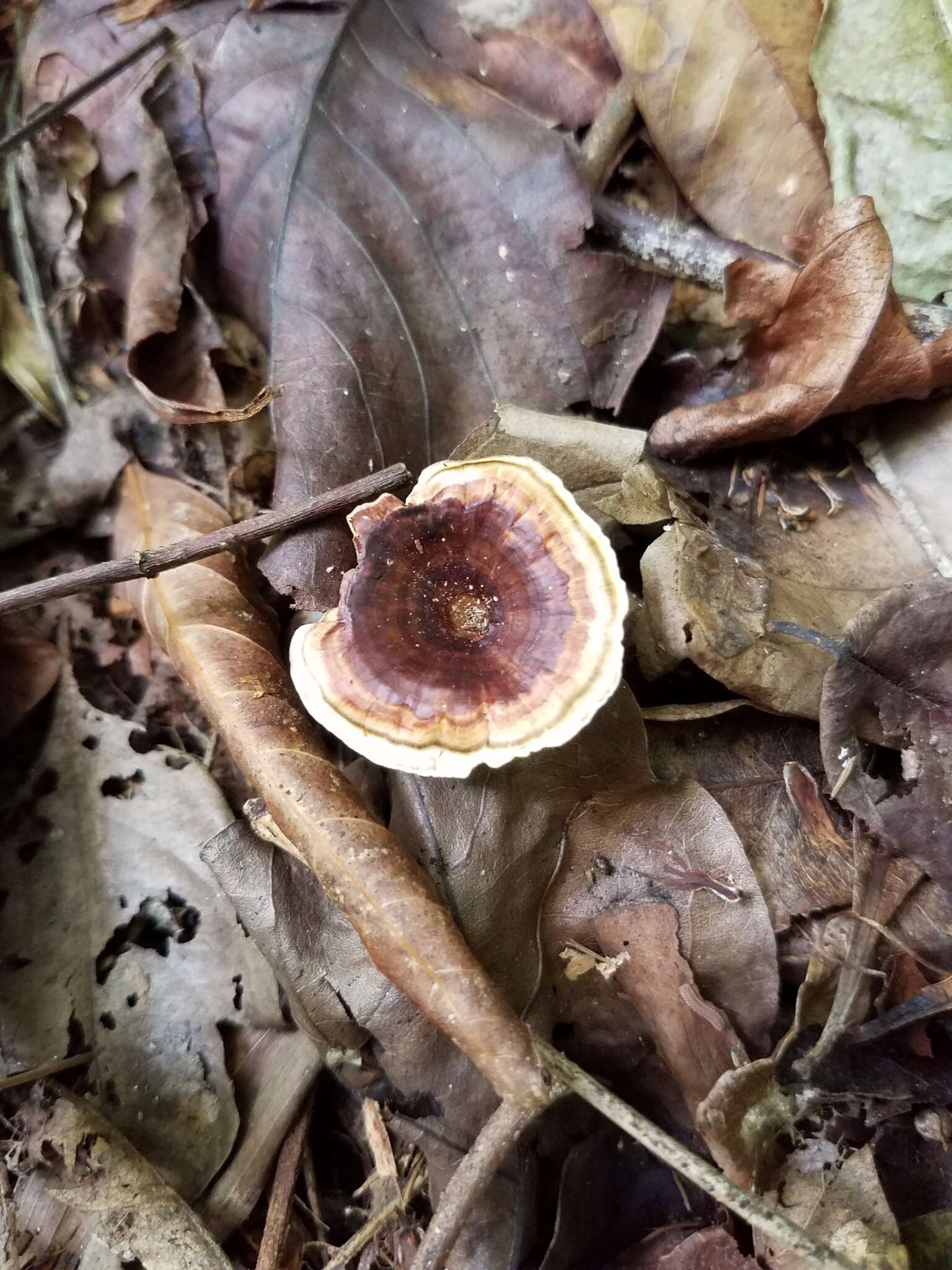 Microporus xanthopus (Fr.) Kuntze 1898 resmi