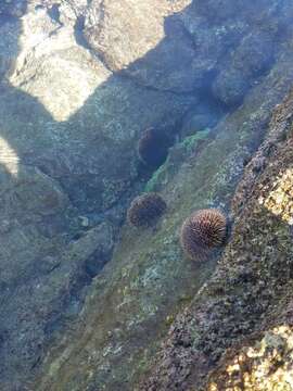 Image of White Sea Urchin