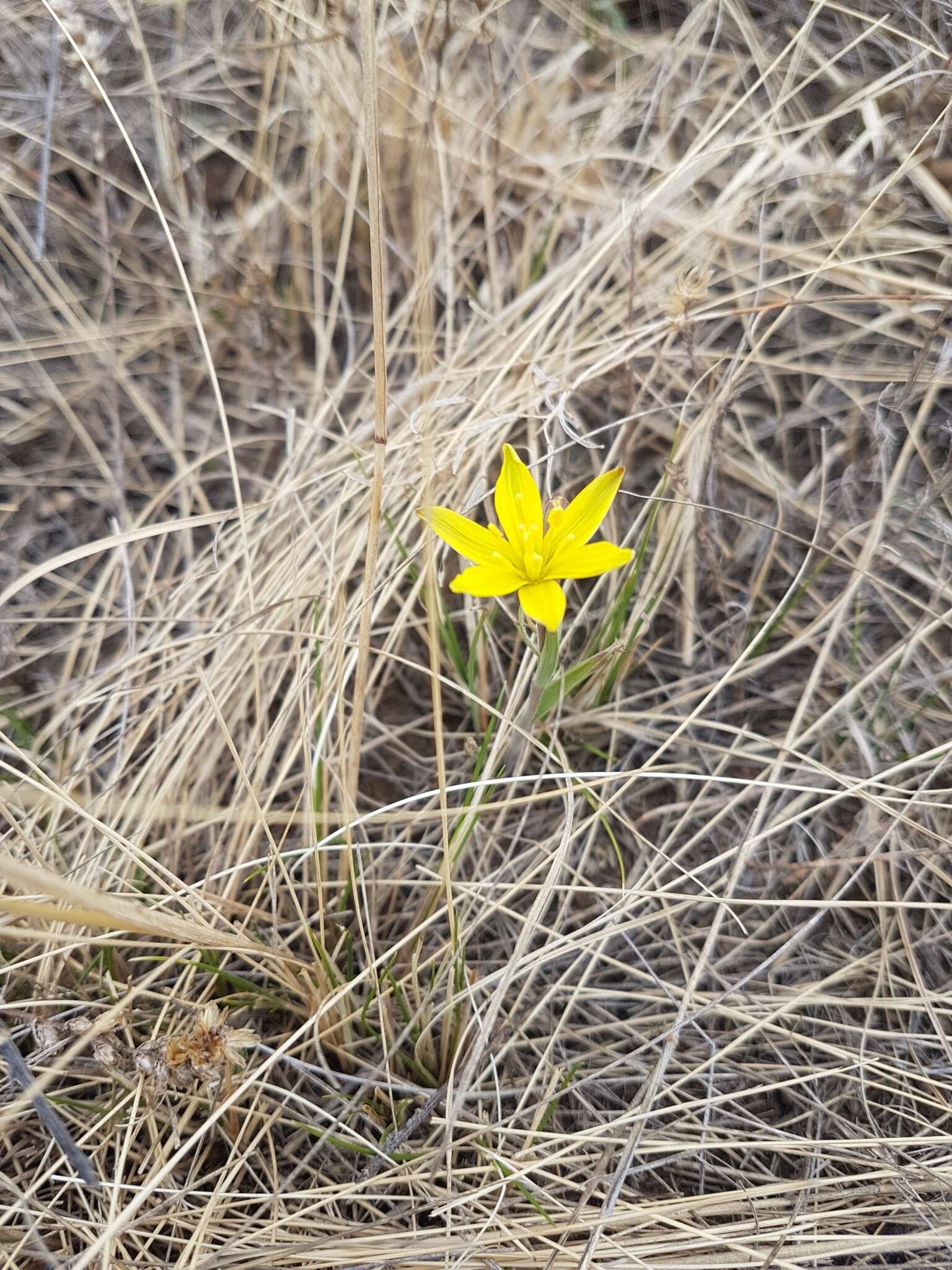 少花顶冰花的圖片