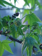 Image of American Sweetgum