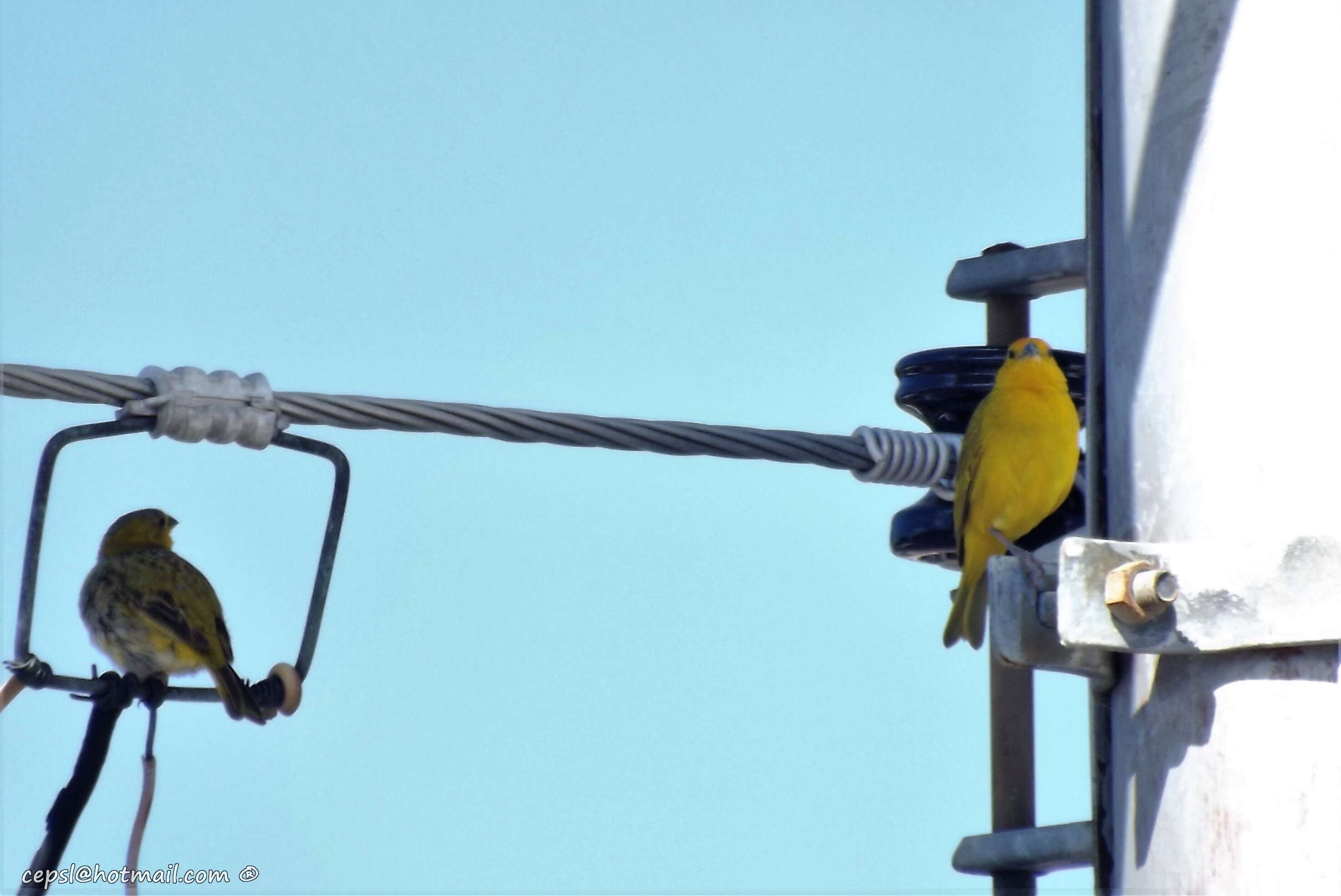 Image of Saffron Finch