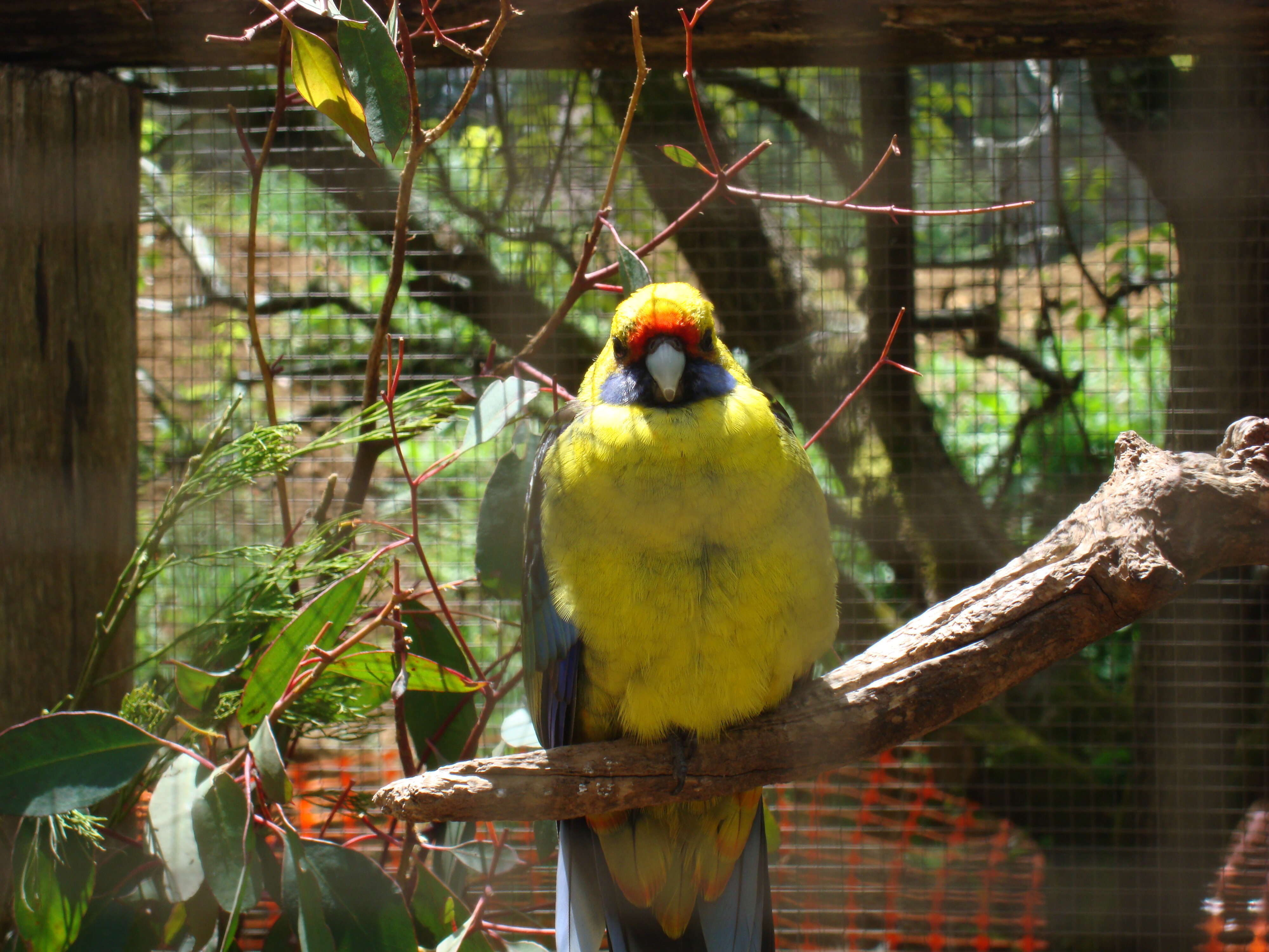 Image de Perruche à ventre jaune