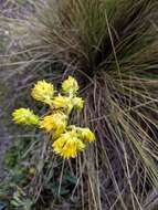 Image de Senecio chionogeton Wedd.