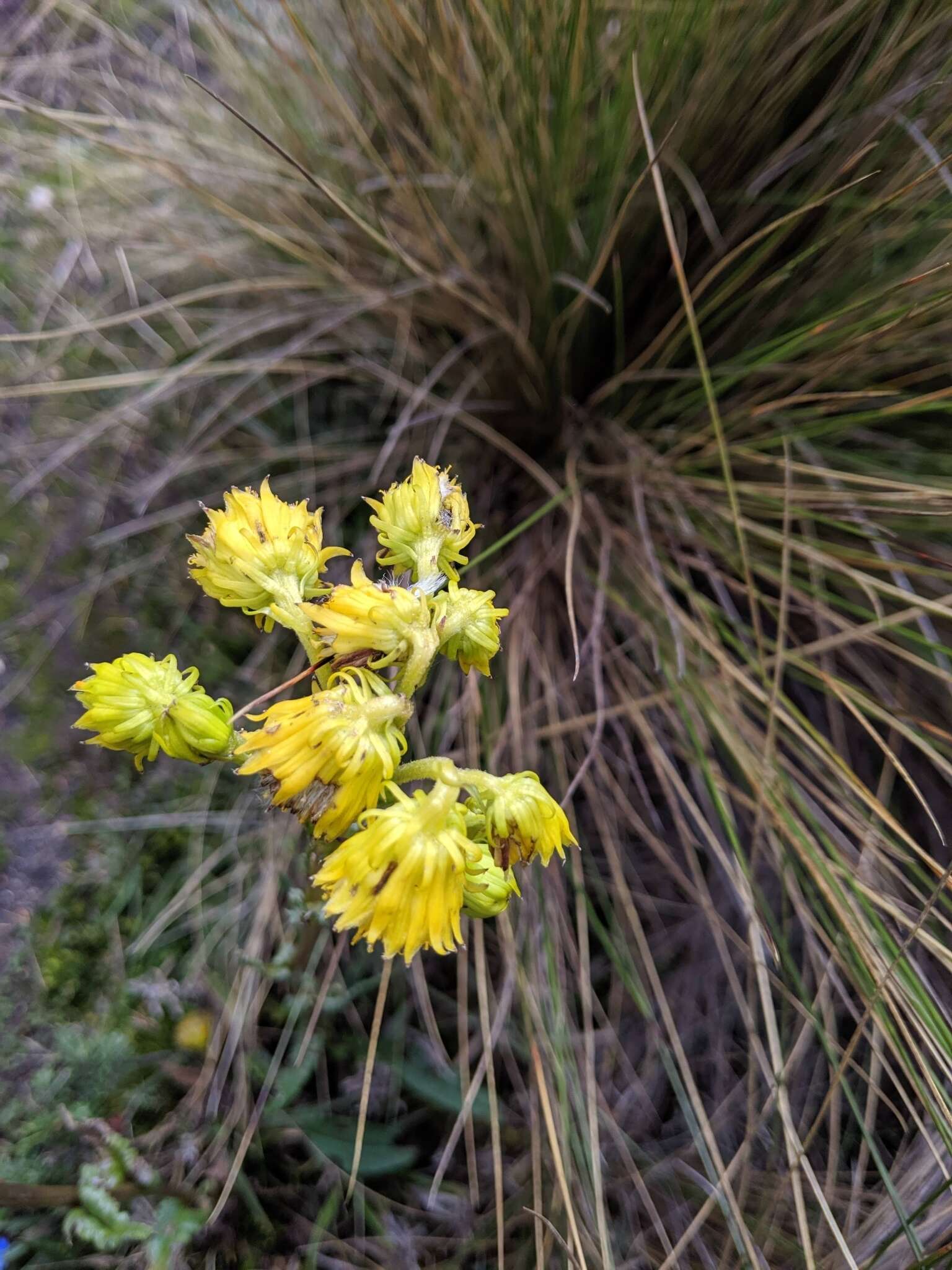 Image de Senecio chionogeton Wedd.