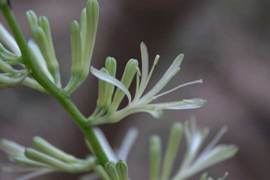 Image of viper's bowstring hemp