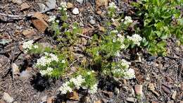 Image of Nuttall's linanthus