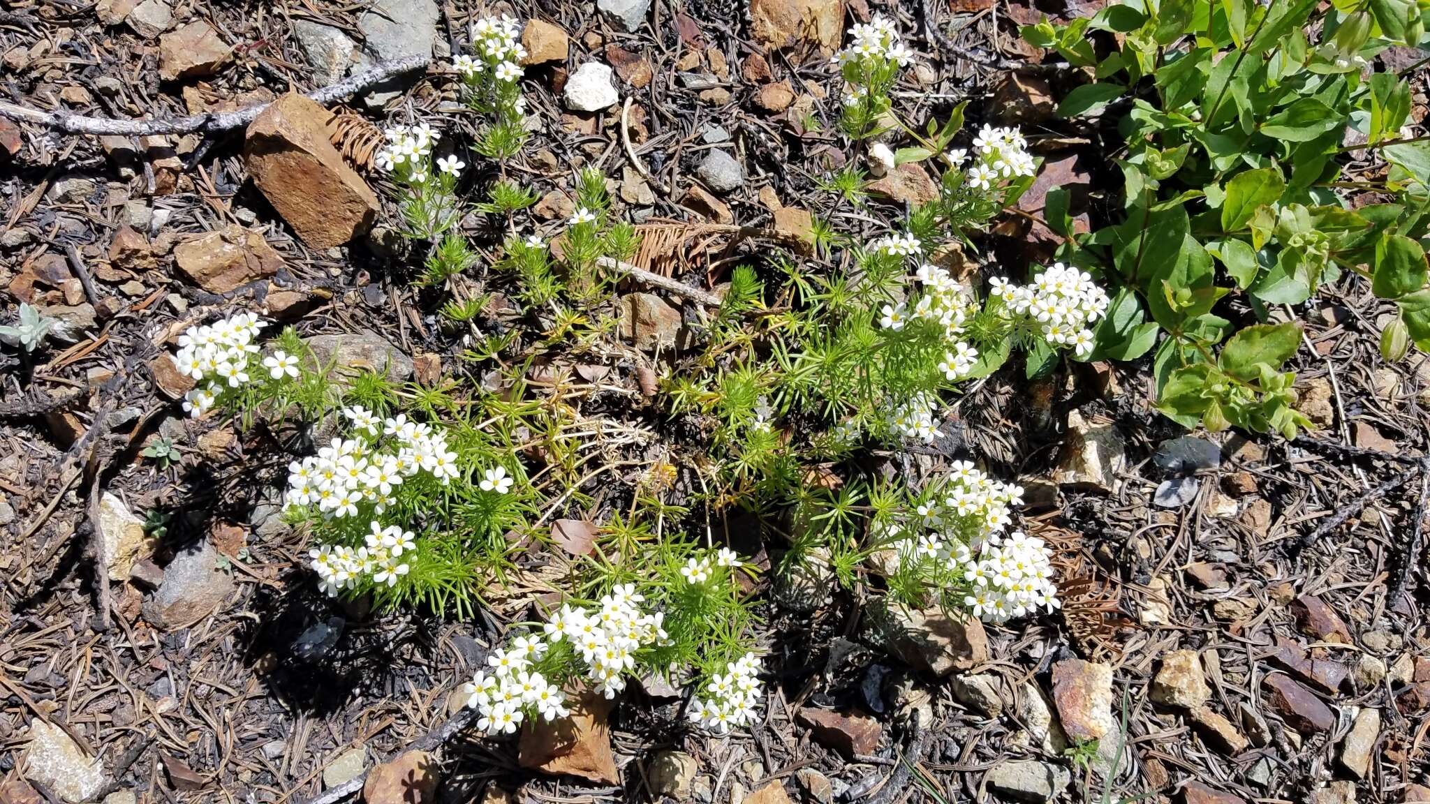 Image of Nuttall's linanthus