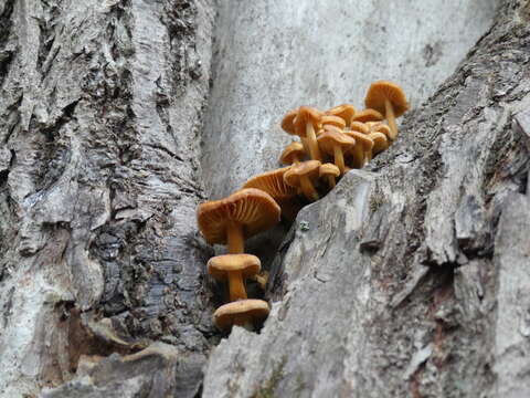 Image of Flammulina P. Karst.