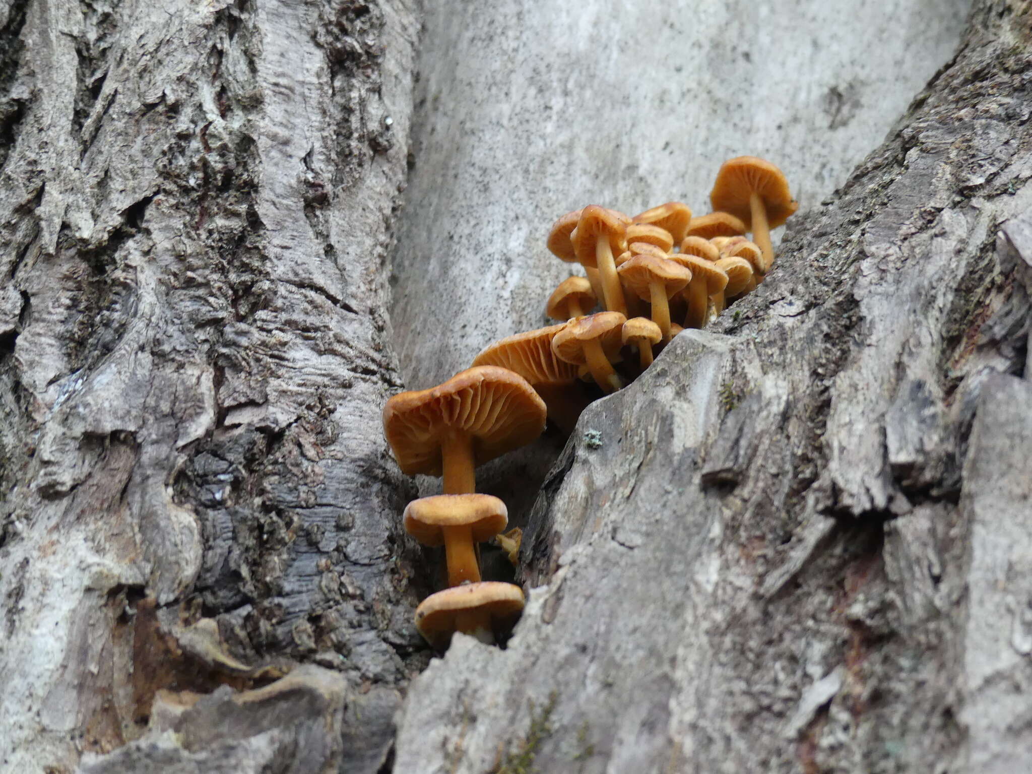 Image of Flammulina P. Karst.