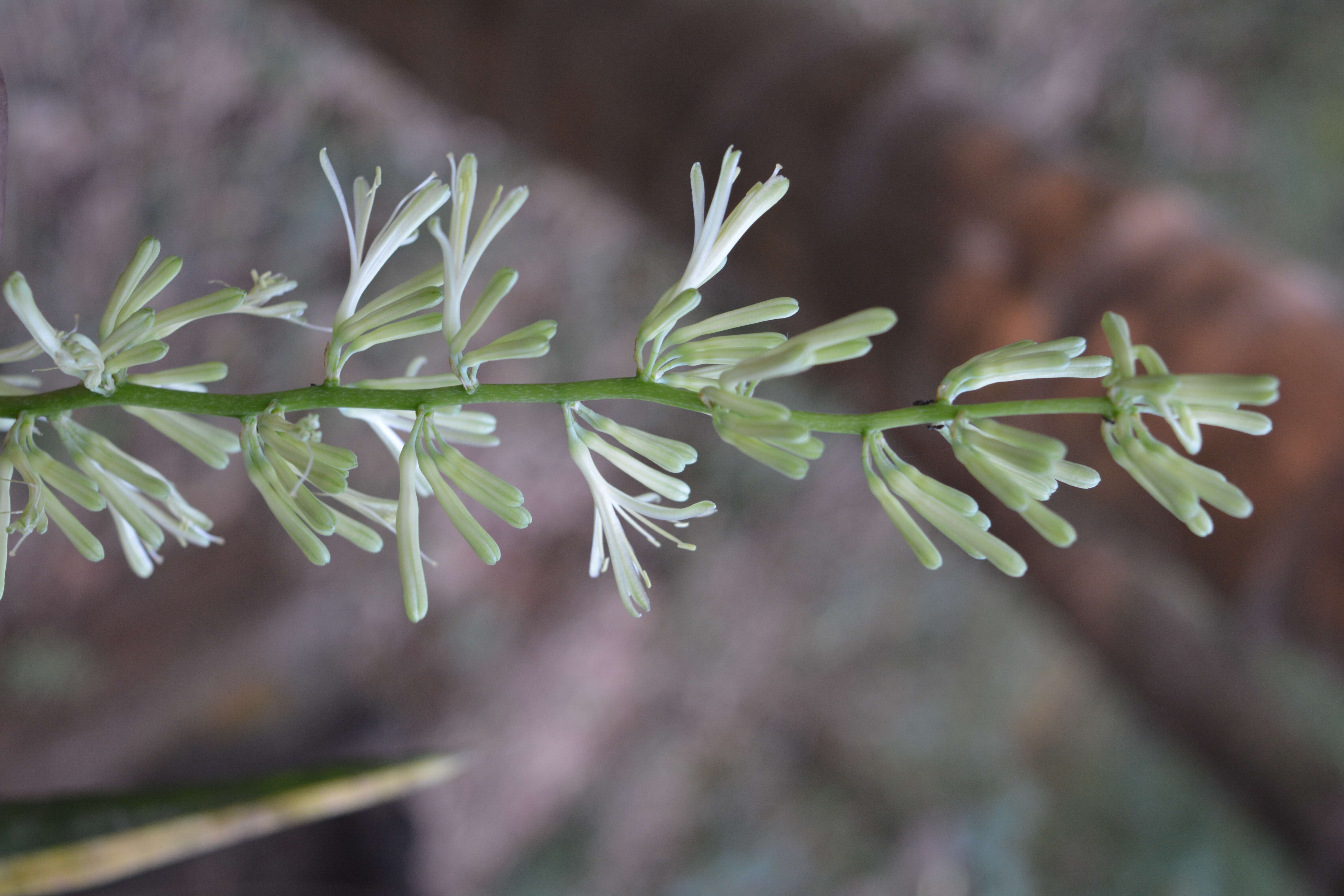 Image of viper's bowstring hemp