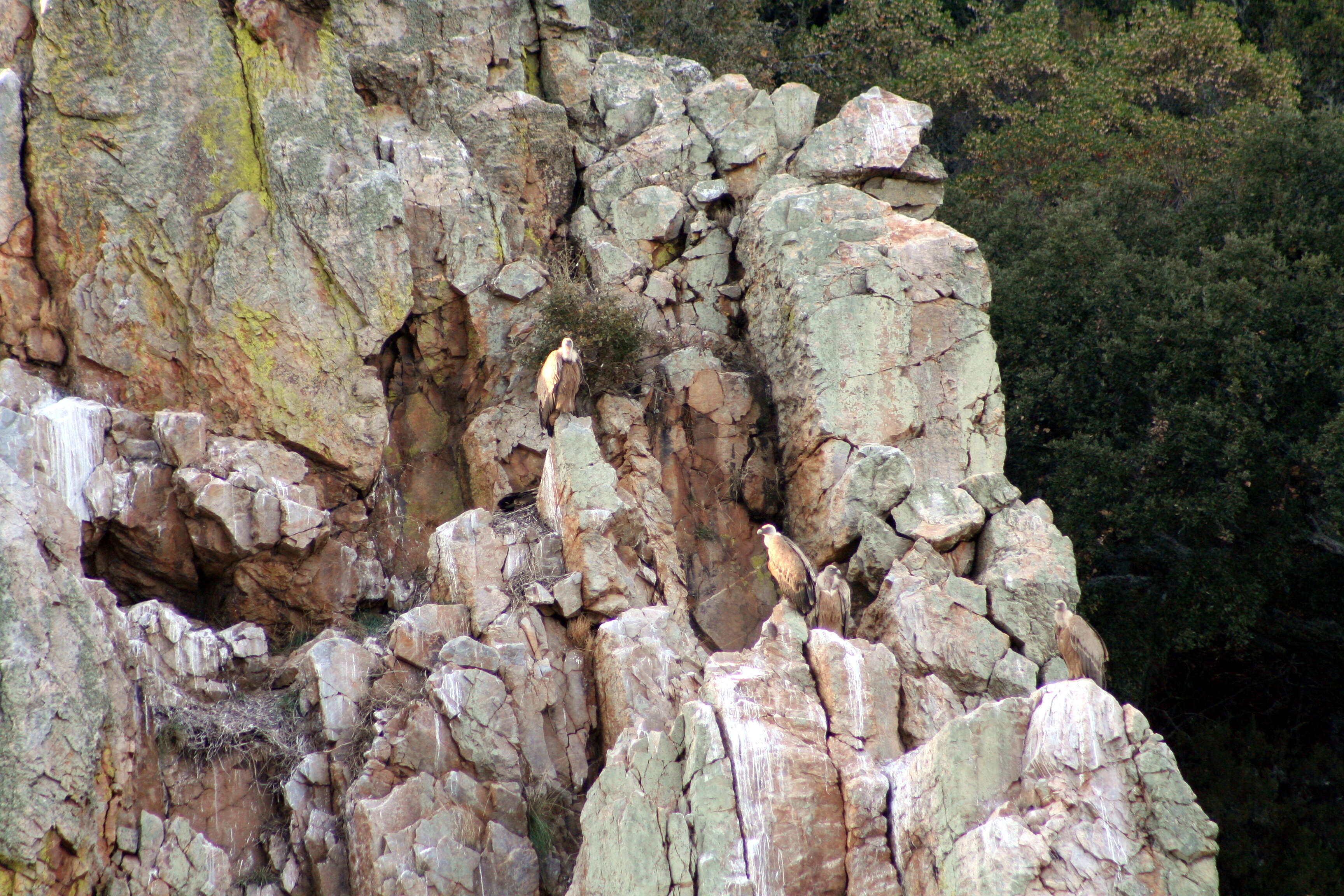 Image of Eurasian Griffon Vulture