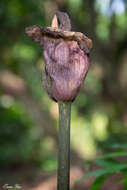 Amorphophallus hirtus N. E. Br. resmi