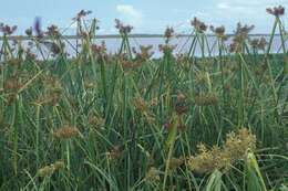 Image de Cyperus pennatiformis Kük.