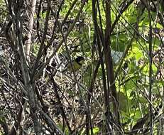 Image of Yellow-throated Apalis