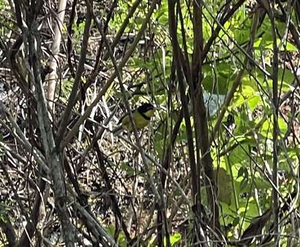 صورة Apalis flavigularis Shelley 1893