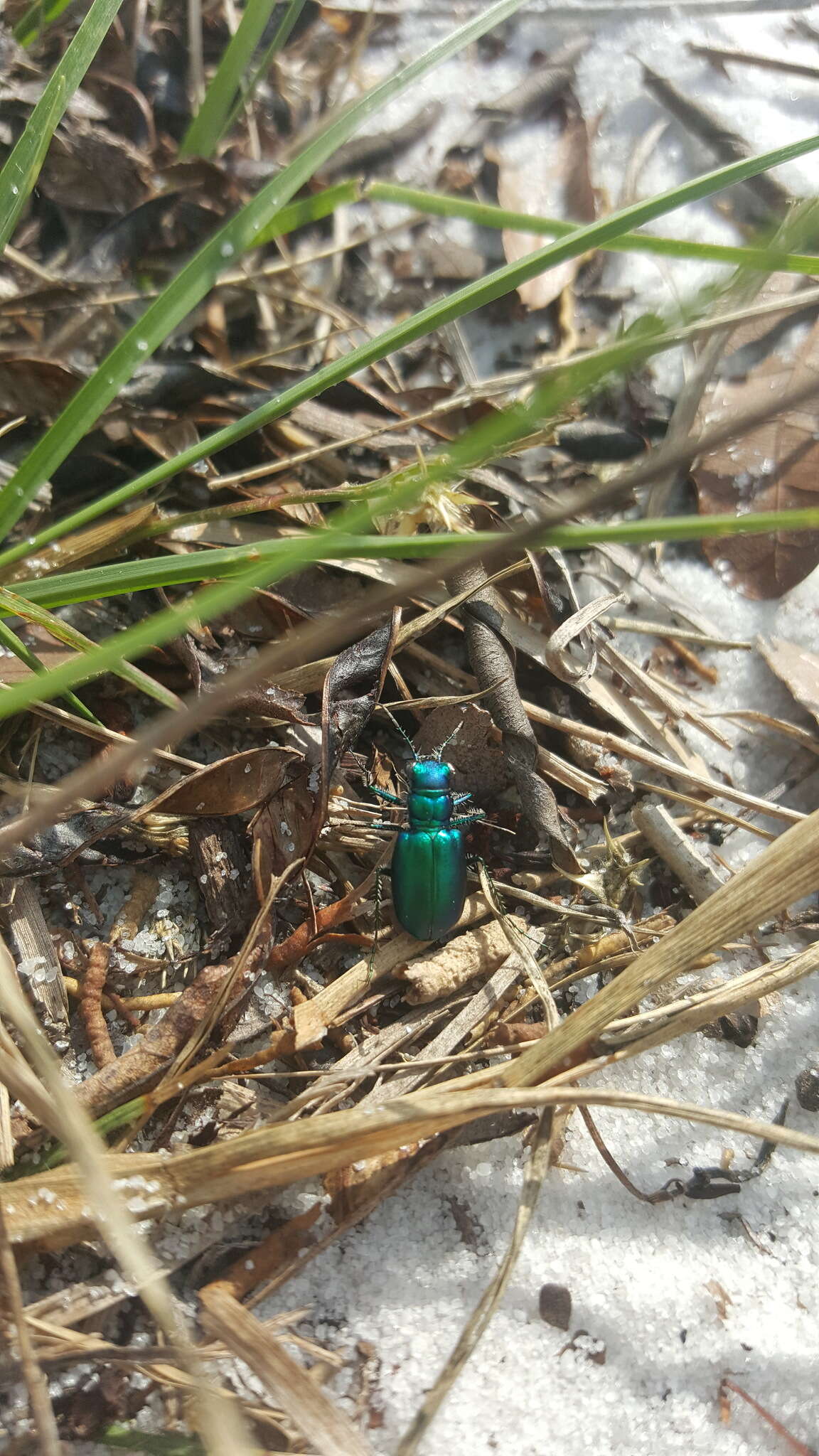 Image of Cicindela (Cicindela) scutellaris unicolor Dejean 1825