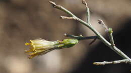 صورة Ericameria brachylepis (A. Gray) Hall