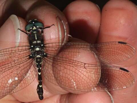 Image of Eusynthemis brevistyla (Selys 1871)