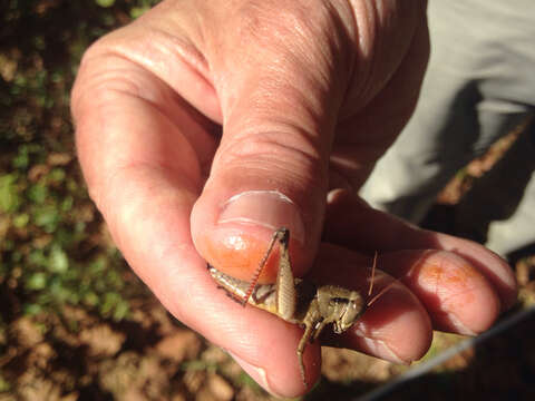 Melanoplus scudderi (Uhler 1864)的圖片