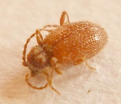 Image of drugstore beetle