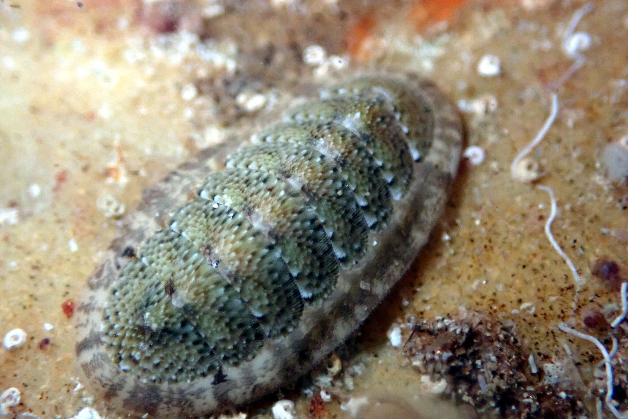 Imagem de Ischnochiton elongatus (Blainville 1825)