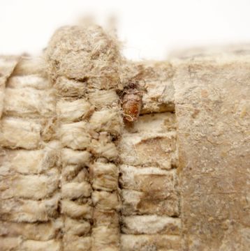 Image of drugstore beetle