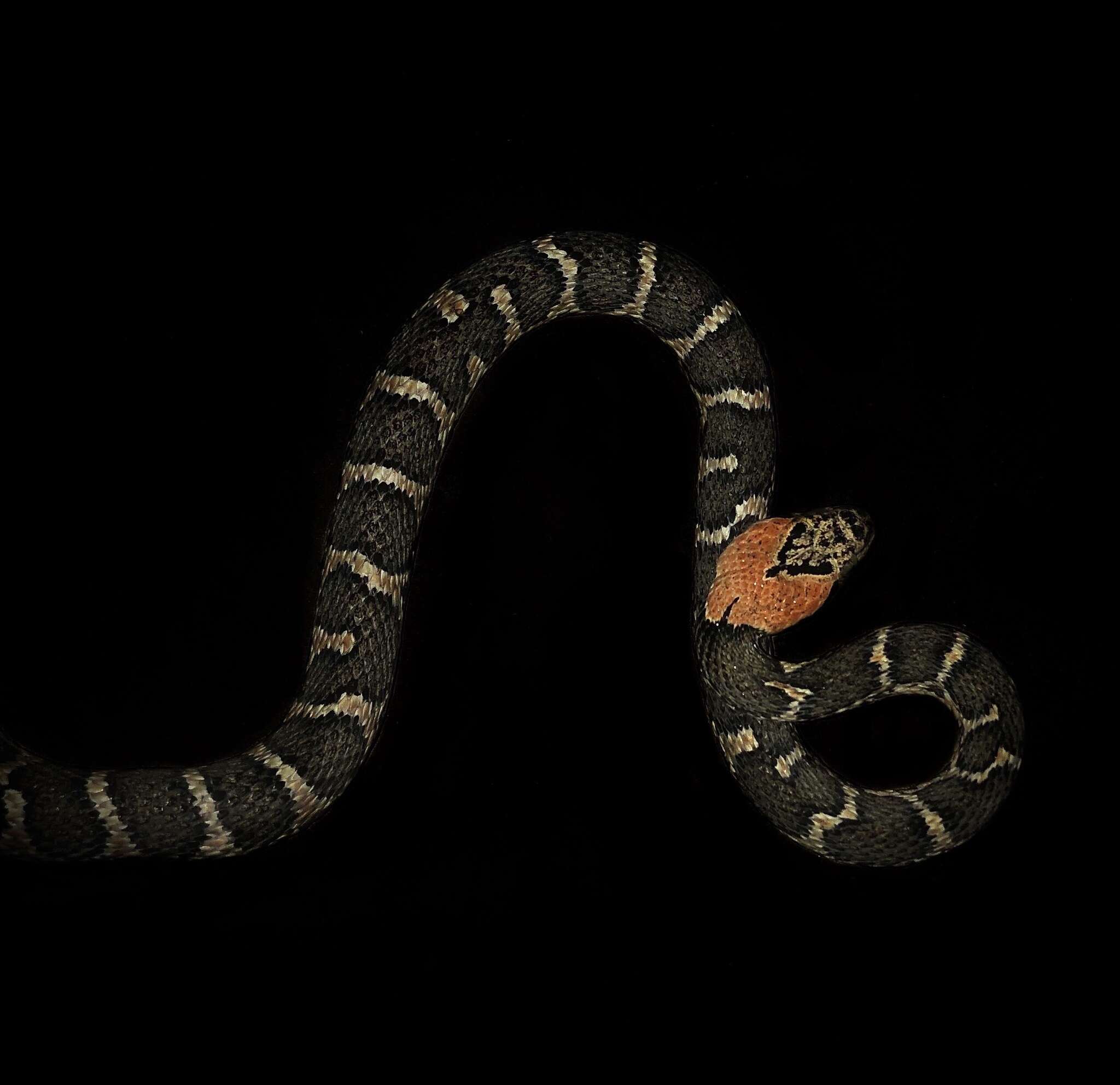 Image of Uribe's False Cat-eyed Snake