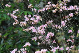 صورة Rhododendron breviperulatum Hayata