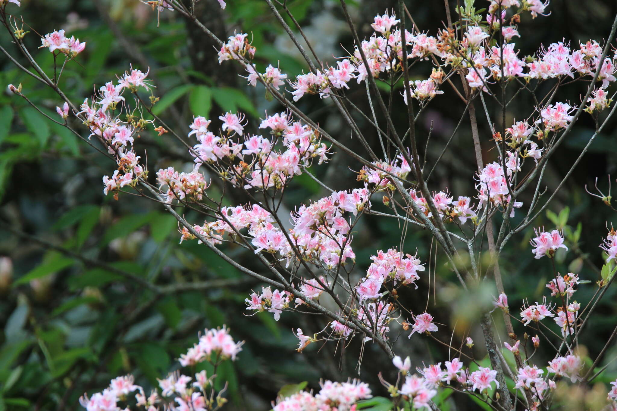 Image of Rhododendron breviperulatum Hayata